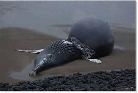 whale found dead where